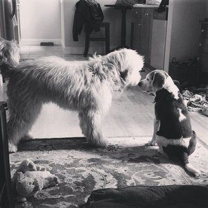 Meet your Posher, Steven